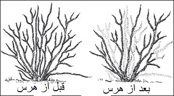 هرس بوته بلوبری