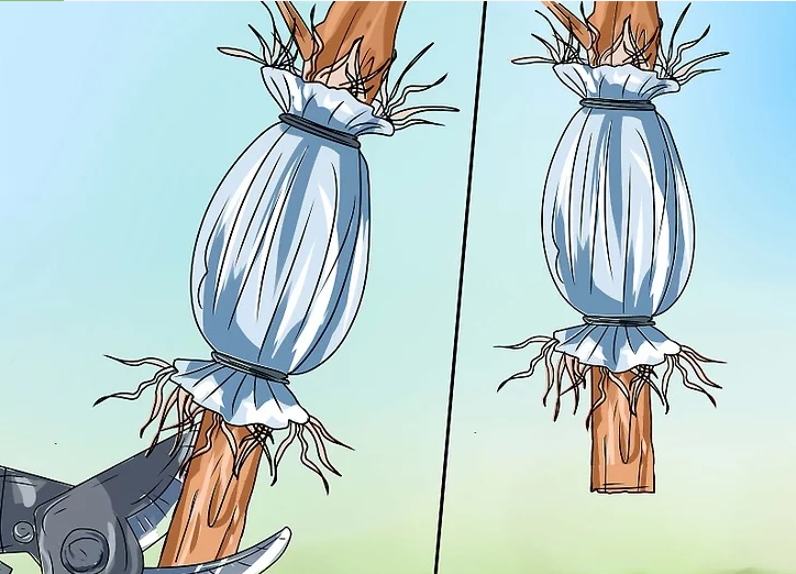 درست کردن درخت بونسای افرا