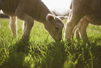 ارزش غذایی کود حیوانی بستگی به غذایی که گوسفند می‌خورد دارد.