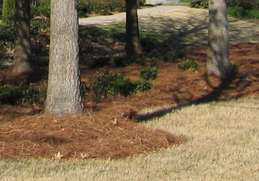 برگ‌های سوزنی(برگ کاج) که به عنوان  مالچ استفاده می‌شوند. در جنوب ایالت متحده پوشال کاج نامیده می‌شوند.