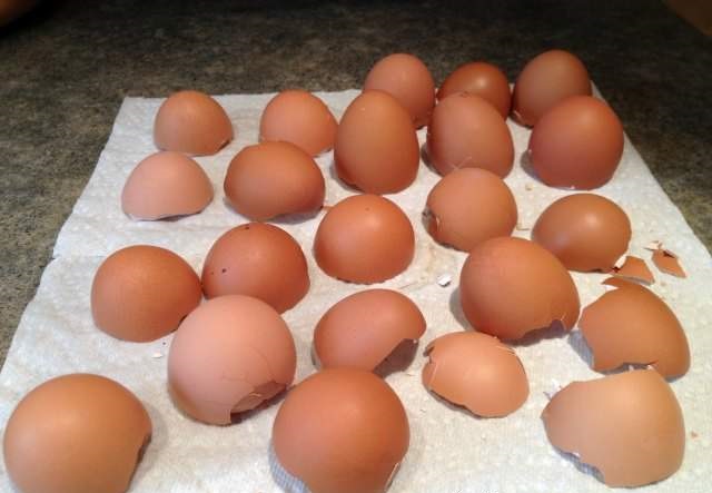 درست کردن آفت کش با پوسته تخم مرغ