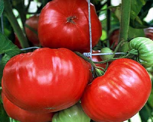 گوجه فرنگی جانسون آلمانی