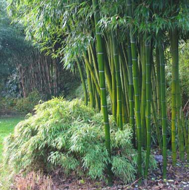 درخت بامبو هندی