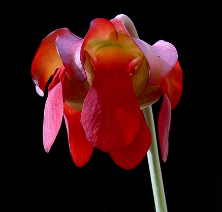 گل ساراسنیا لئوکوفیلا