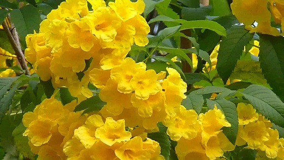 گل شیپور طلایی تکوما