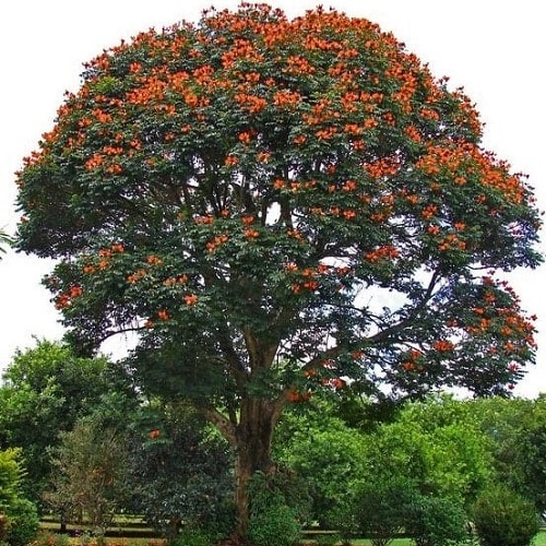 درخت لاله آفریقایی