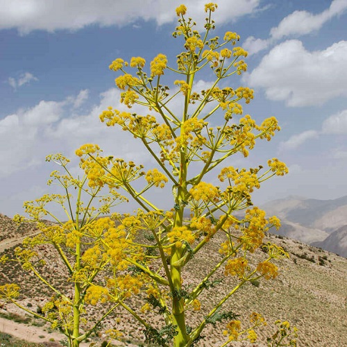 گیاه باریجه