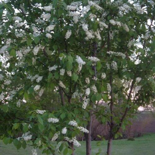 درخت گیلاس گلوگیر