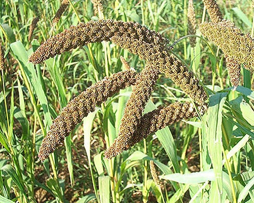چمن زینتی کوهستانی