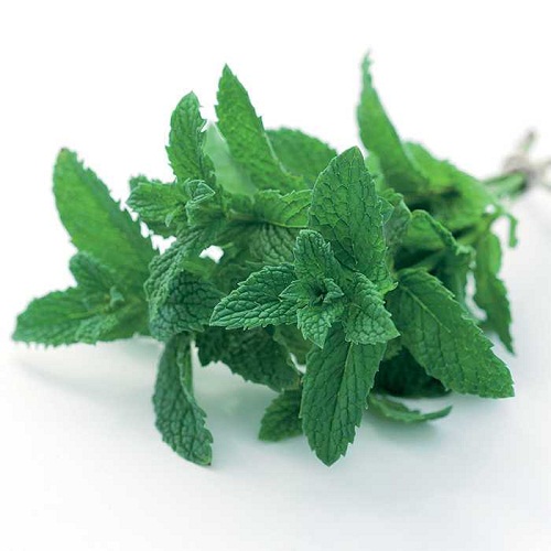 نعناع موهیتو