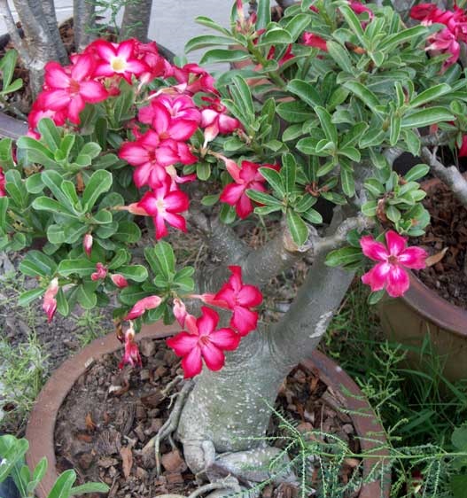 Adenium obesum