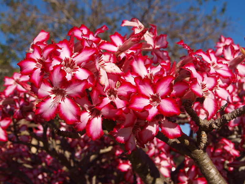 adenium multiflorum