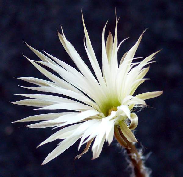 setiechinopsis mirabilis