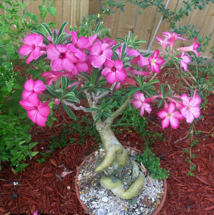 Adenium swazicum