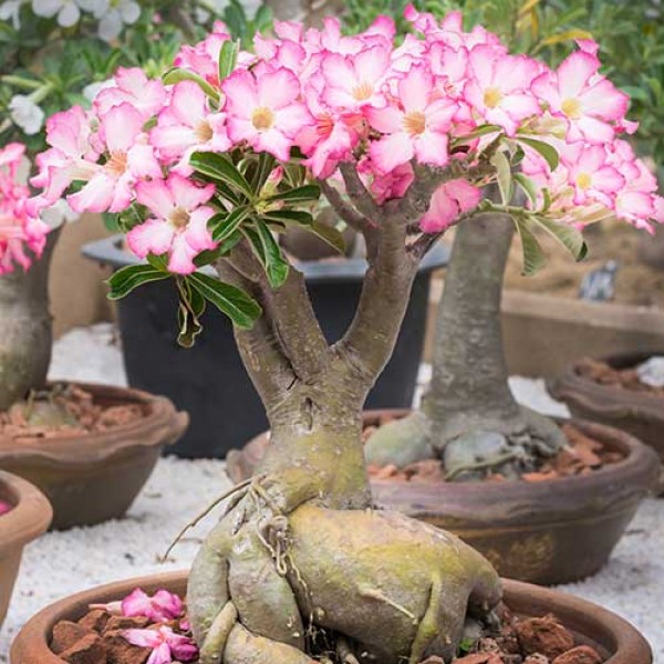 adenium arabicum