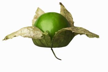 میوه توماتیلوی رسیده به رنگ های  سبز کم رنگ، زرد و یا بنفش خواهد بود.